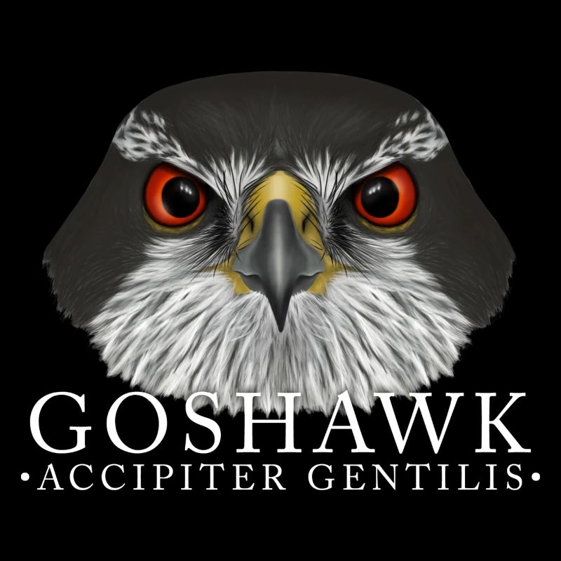 Goshawk Hawk Oiseau de proie