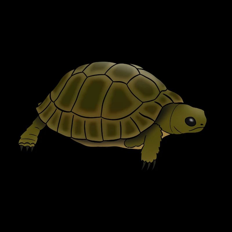 Tortue