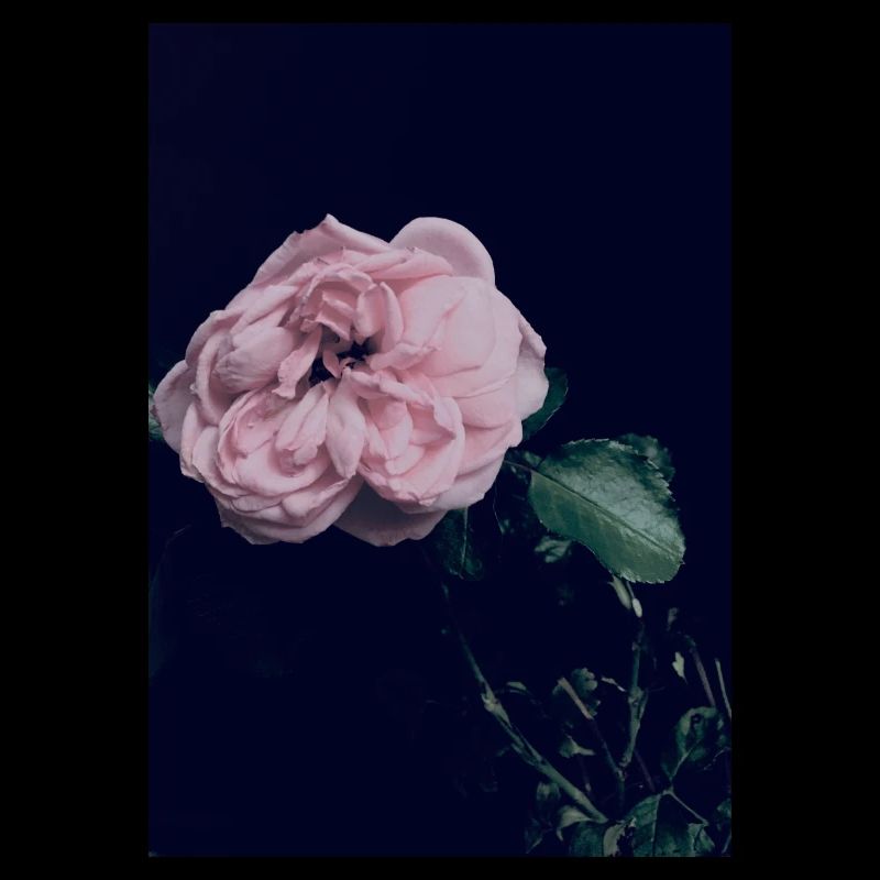 Rosa