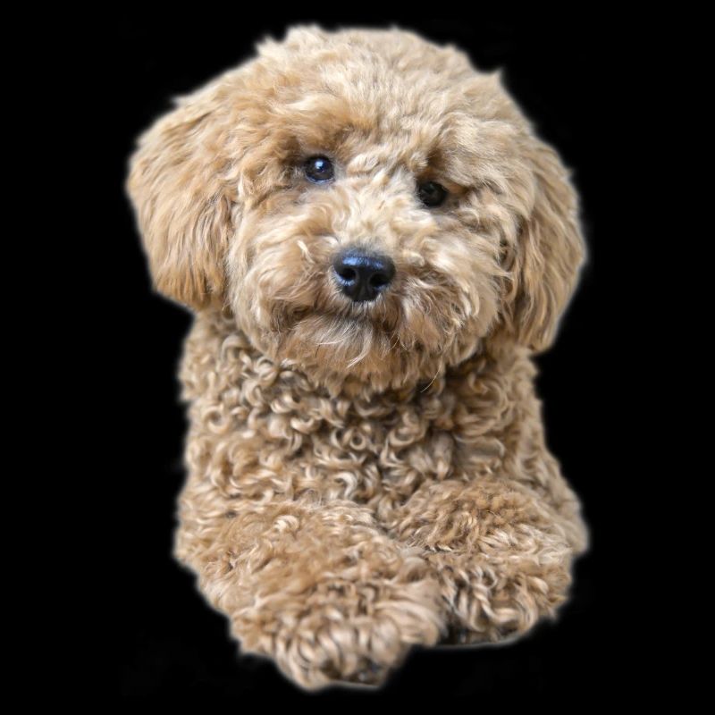 Caniche Pepe