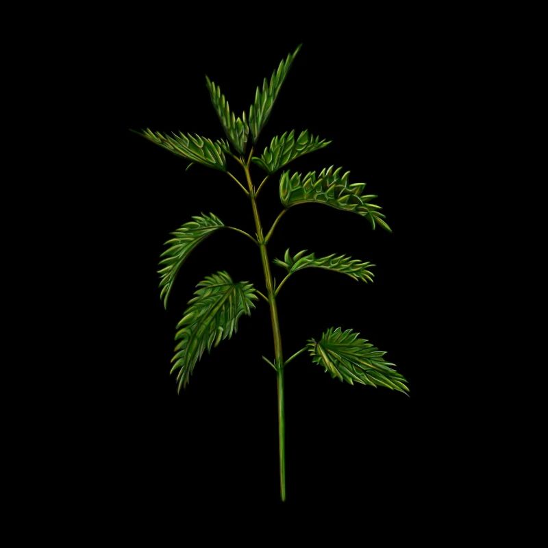 nettle