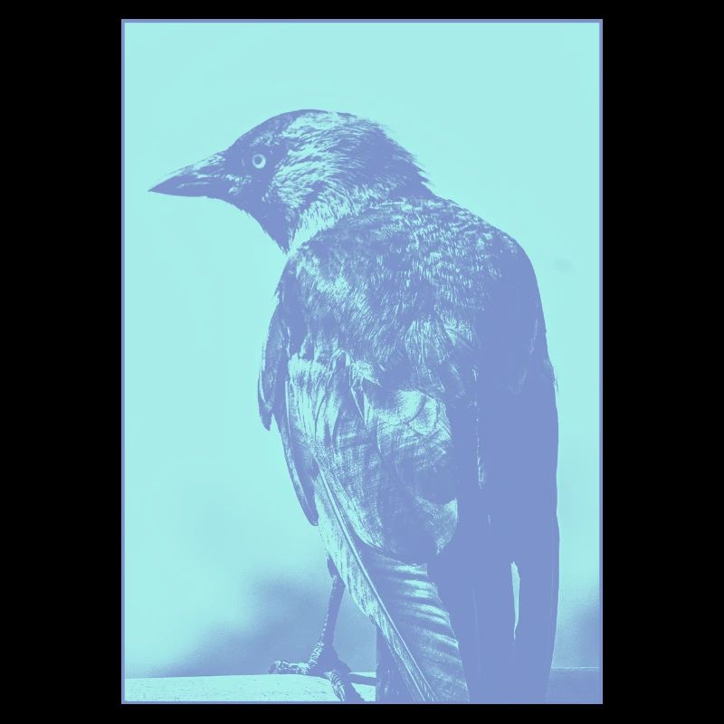 Jackdaw