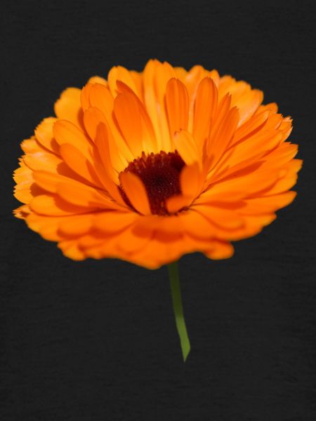 Marigold