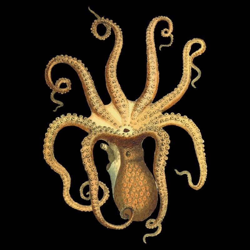 squid giant octopus octopus octopus squid sepia fish