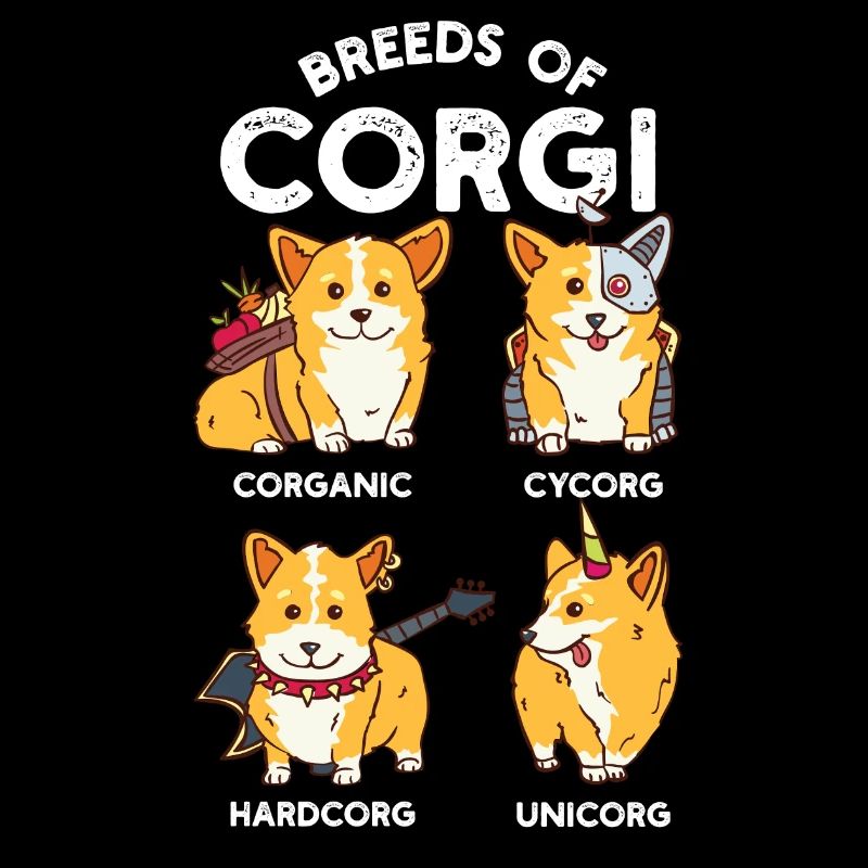 Races de Corgis - Welsh CORGI drôle chien chiot