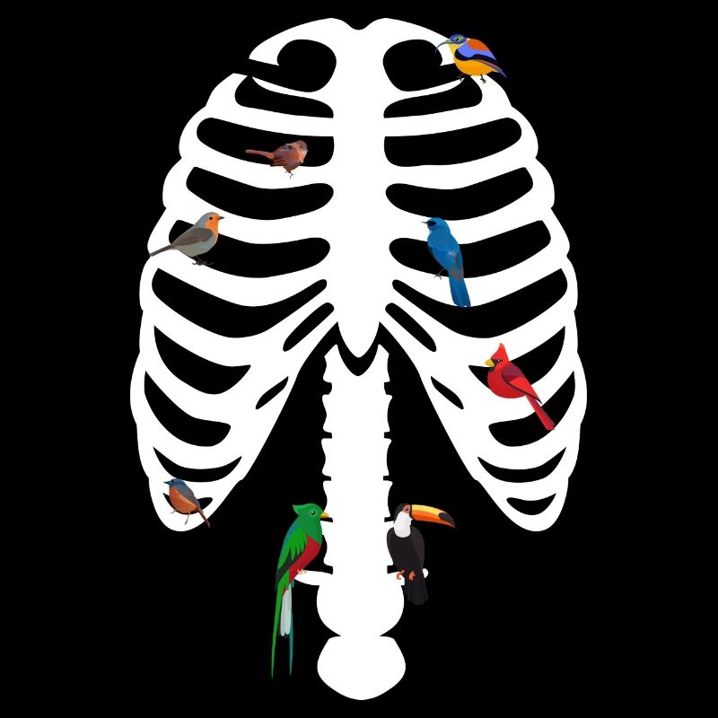 Rib cage Birds Skeleton