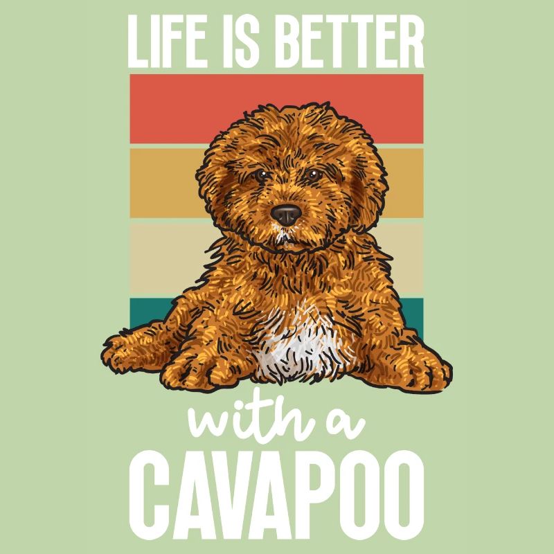 Cavapoo Cavoodle Capoodle Dog