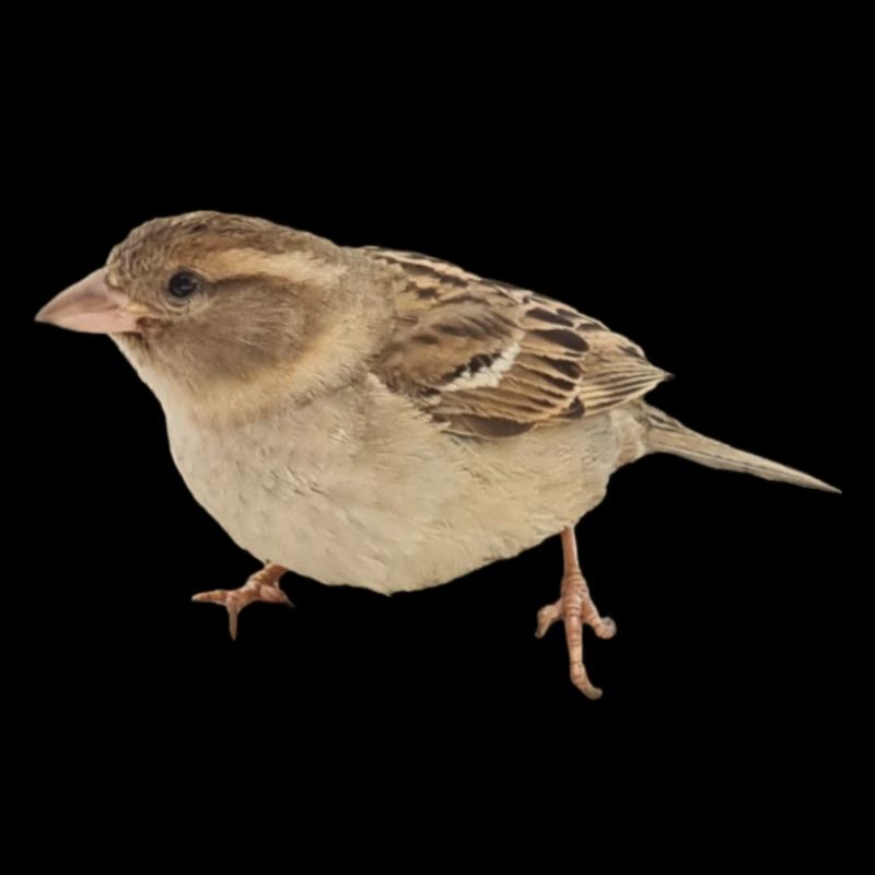 Vogel