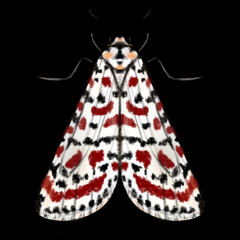 MOTH