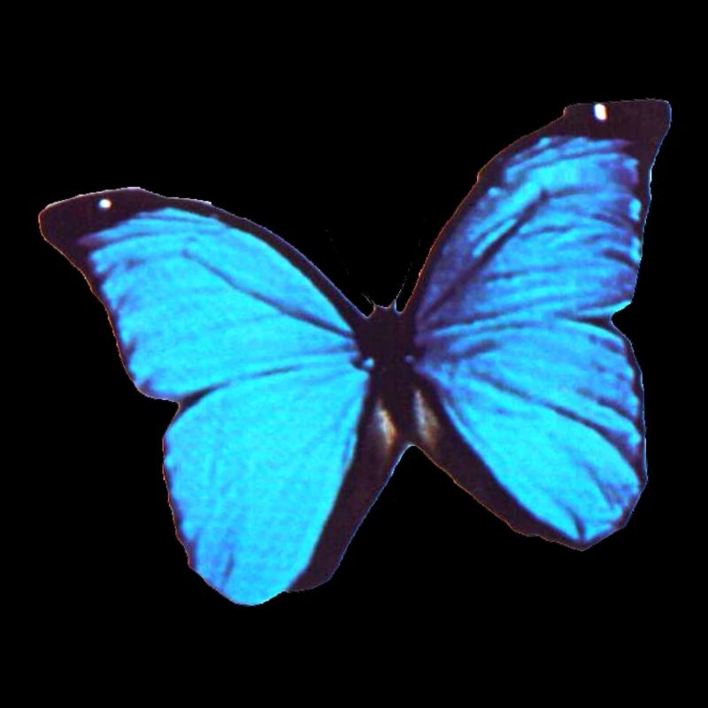 Morpho 5 Schmetterling