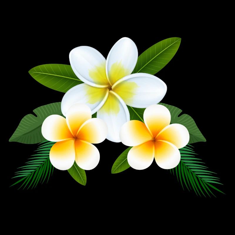Frangipani Temple Tree Plumeria Frangipani Flower
