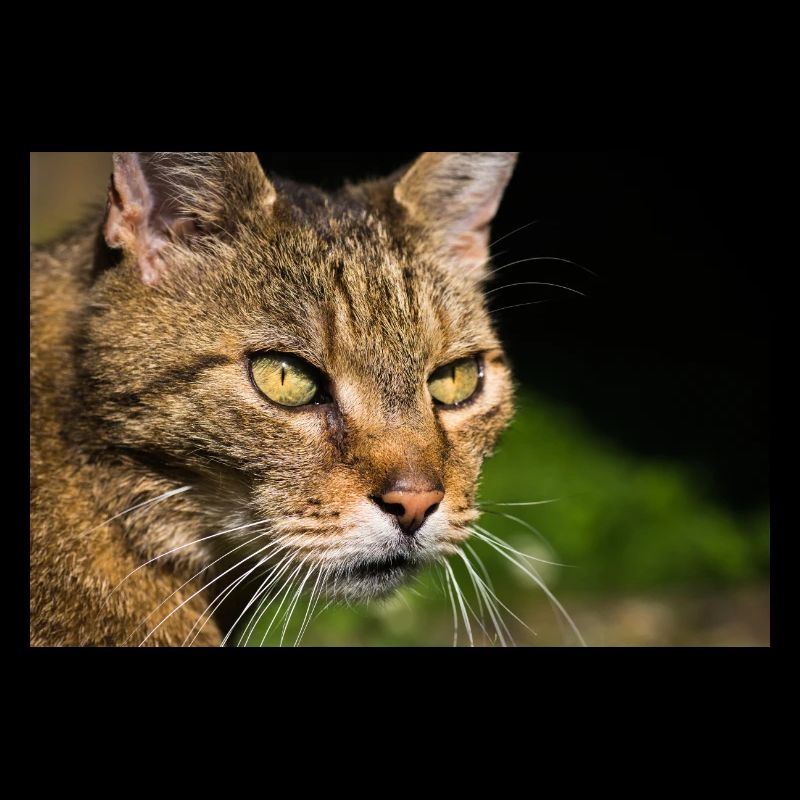 Portrait de chat