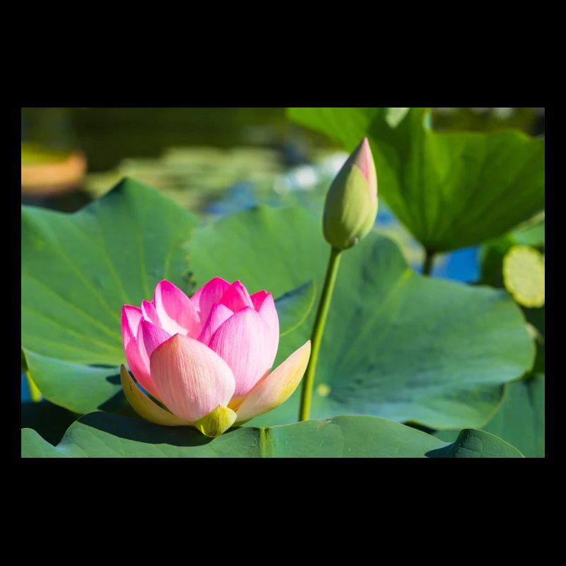 Water lily