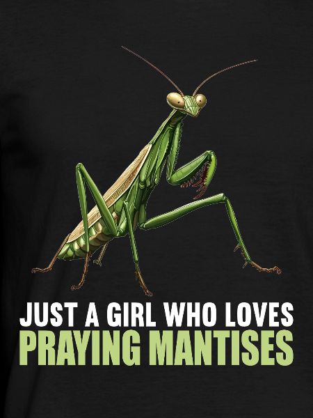 Praying mantises Praying mantis