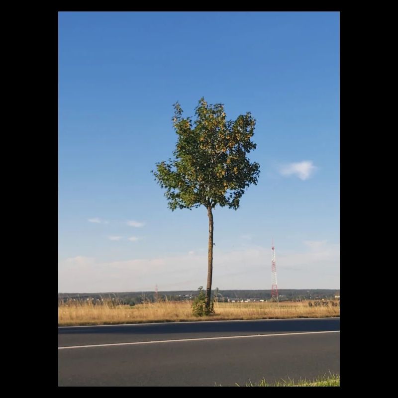 Single sapling