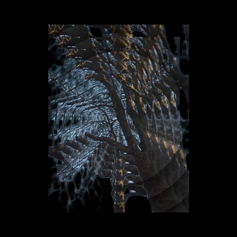 Mirror Tree