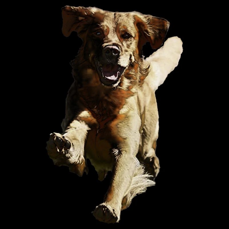 jumping running dog