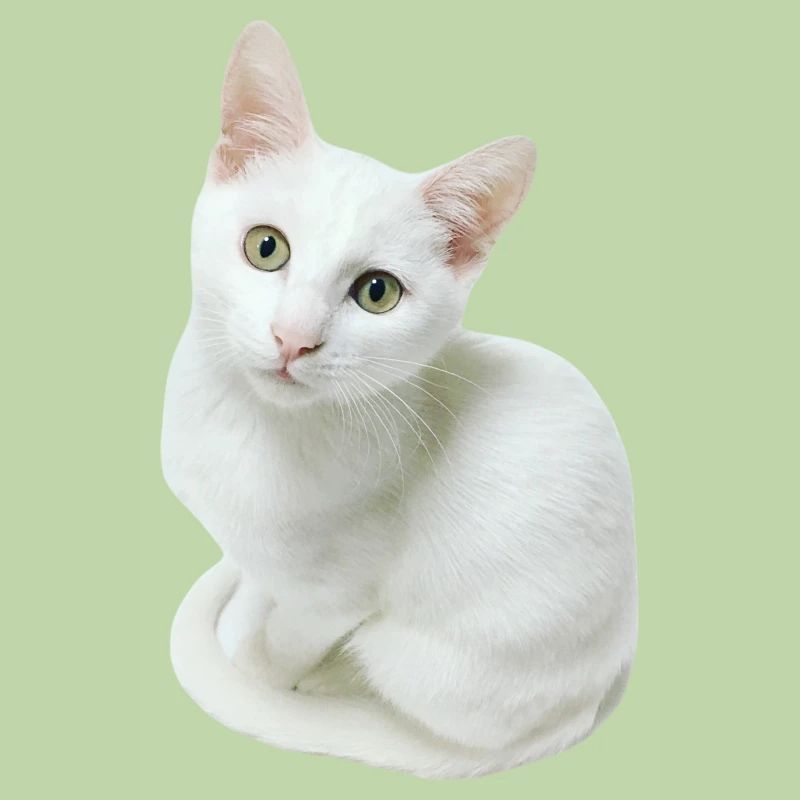 Chat blanc