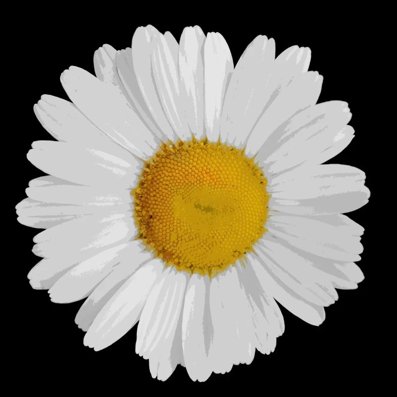 Daisy Gänsebluemchen