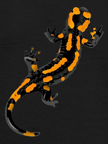 Salamander - Feuersalamander