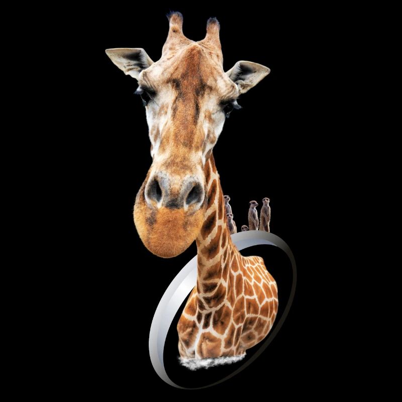 La girafe et les suricates