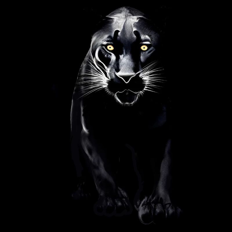 Schwarzer Leopard