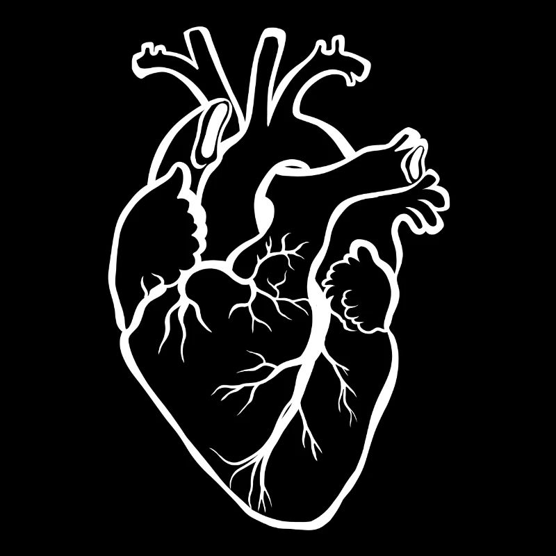 Anatomical Heart – White Monoline Illustration