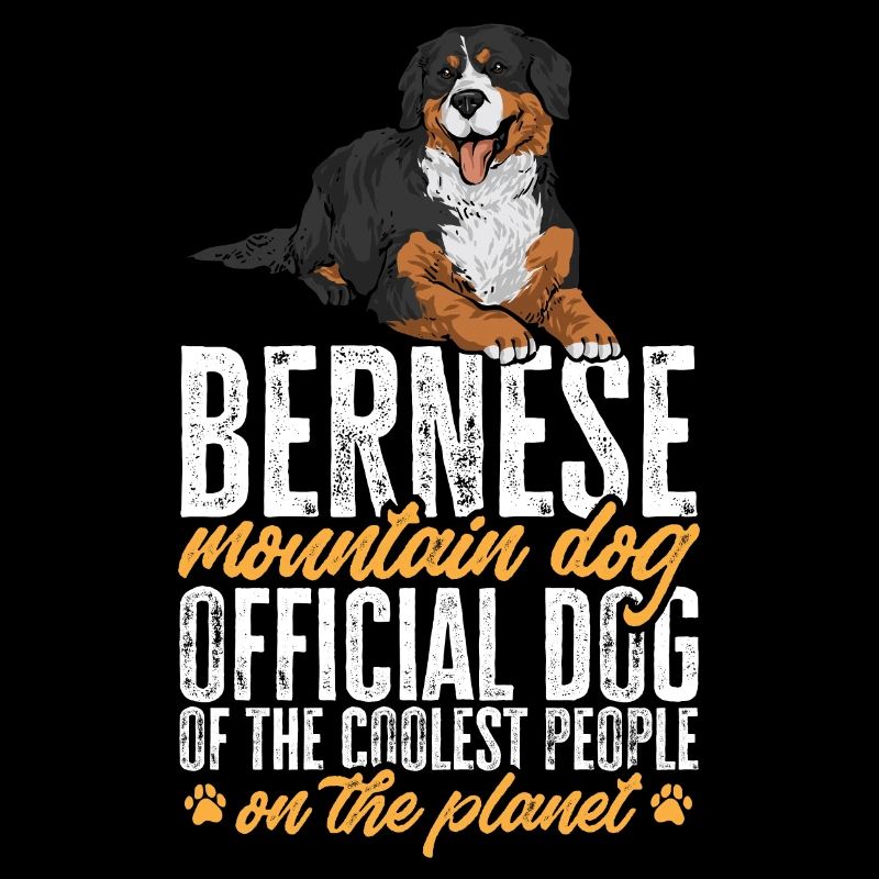 Bouvier bernois