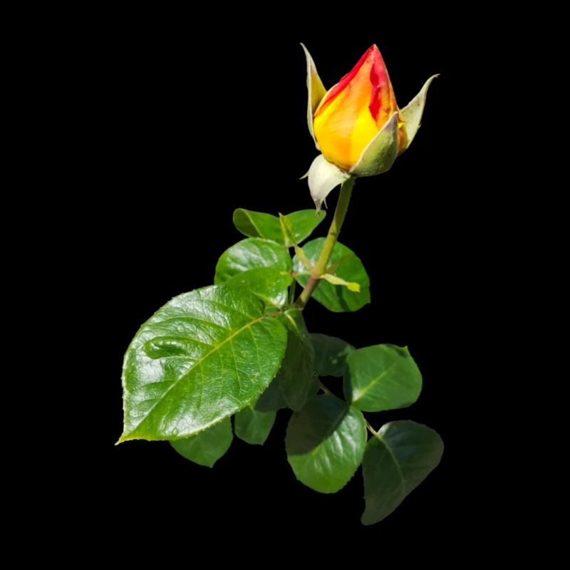 ROSENKNOSPE