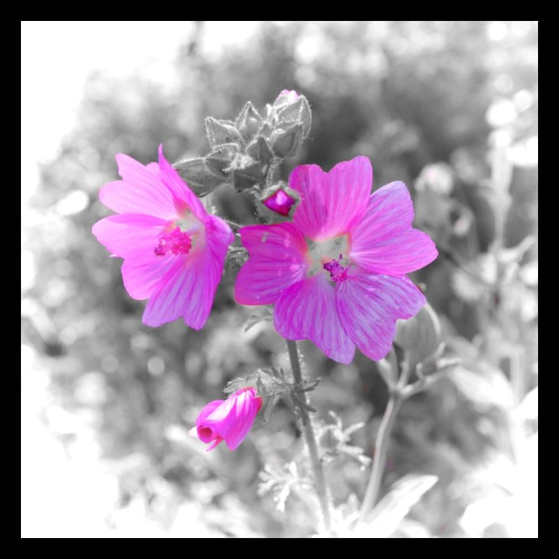 Farbige Blume auf grauem Hintergrund