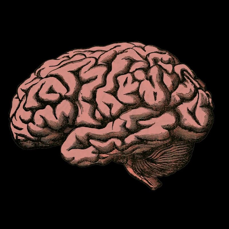 Le cerveau