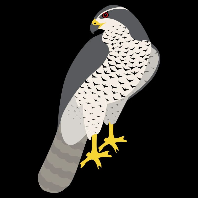 Hawk Goshawk Accipiter Gentilis