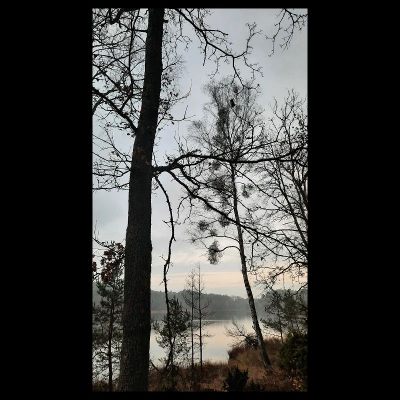 forêt