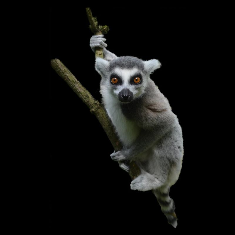 Lémurien lémur catta Madagascar