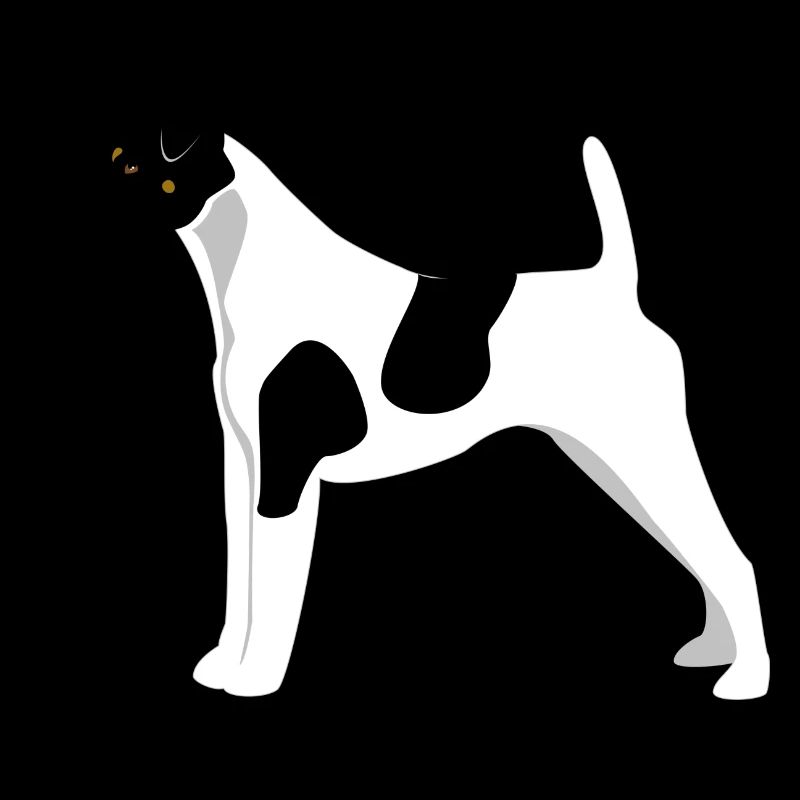 Fox Terrier Glattes Haar