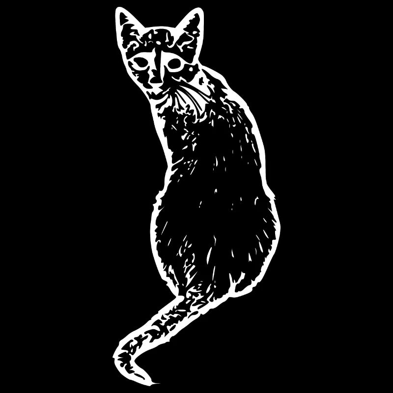 Chat Blanc Blanc Chats Chaton Mignon