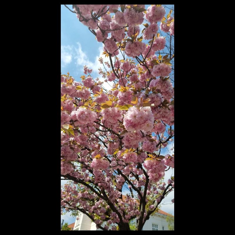 Fleurs de Sakura