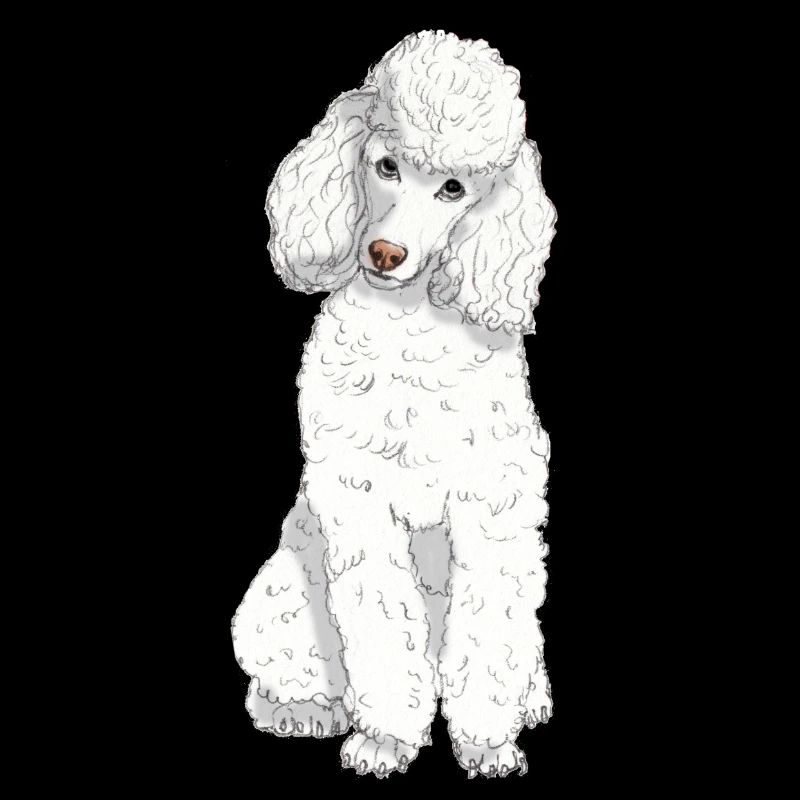 Toy poodle white