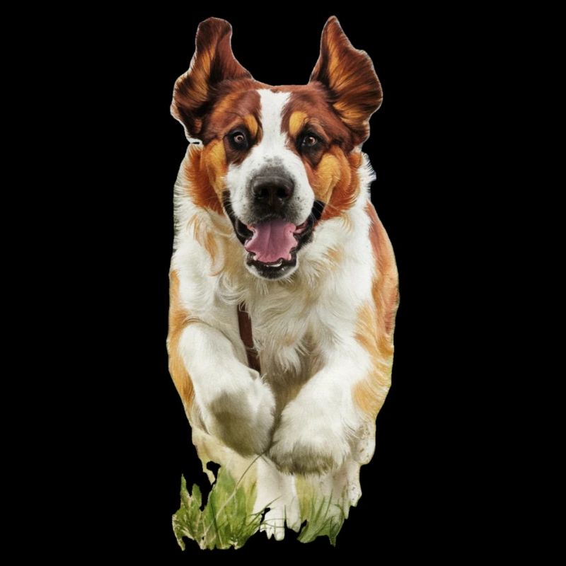 Chien