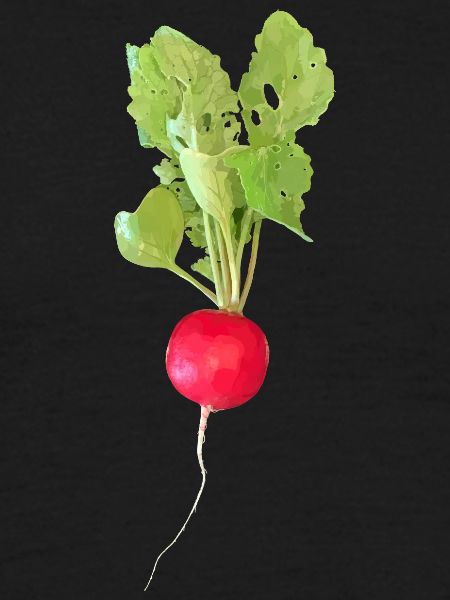 Radieschen