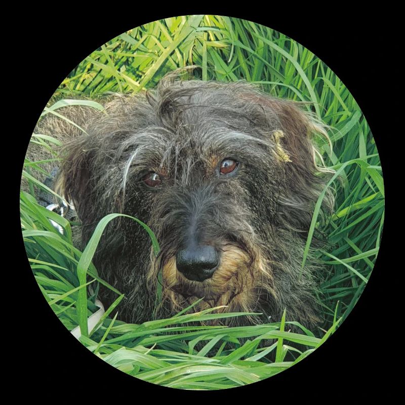 Cute wire-haired dachshund - wire-haired dachshund dachshund