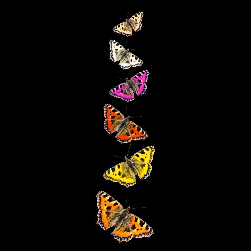 Schmetterlings-Collage