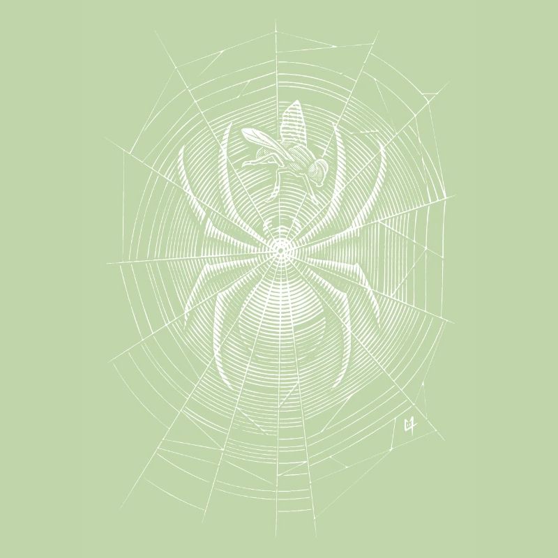 Spider Web