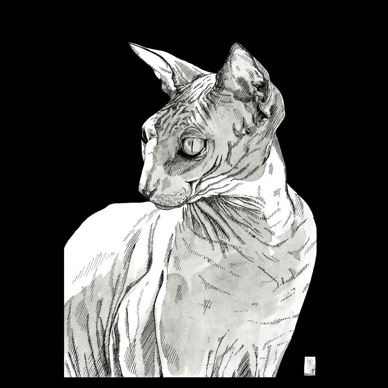 Sphynx Katze