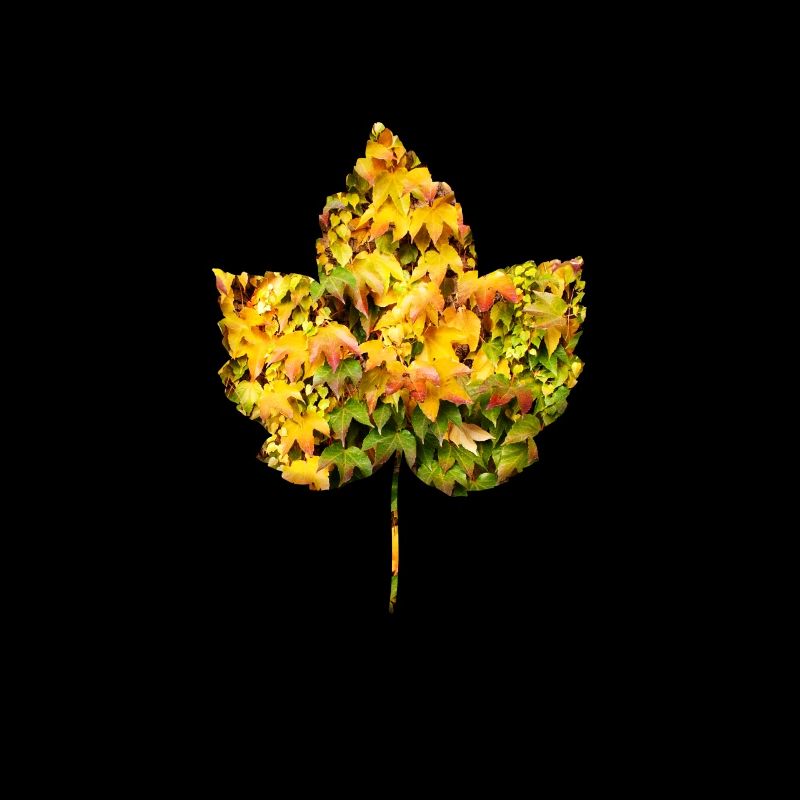 Feuille de feuillage remplie de feuilles Automne simple, belle