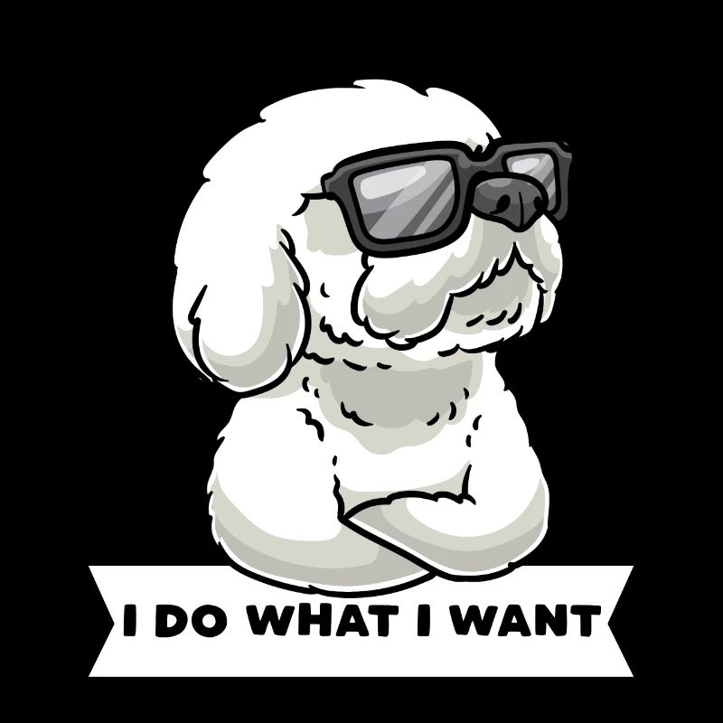 Bichon Frisé têtu Bichon bouclé