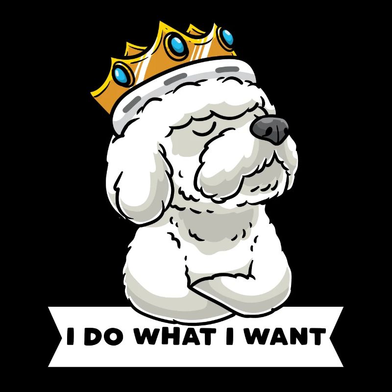 Bichon Frisé têtu Bichon bouclé