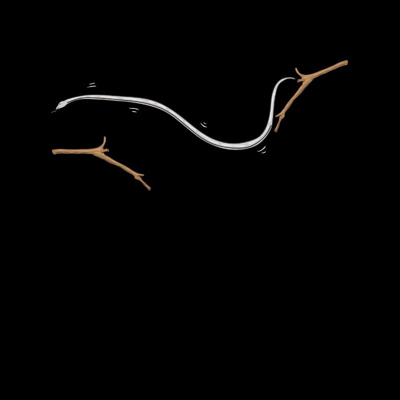 Flying snake Sliding snake Chrysopelea