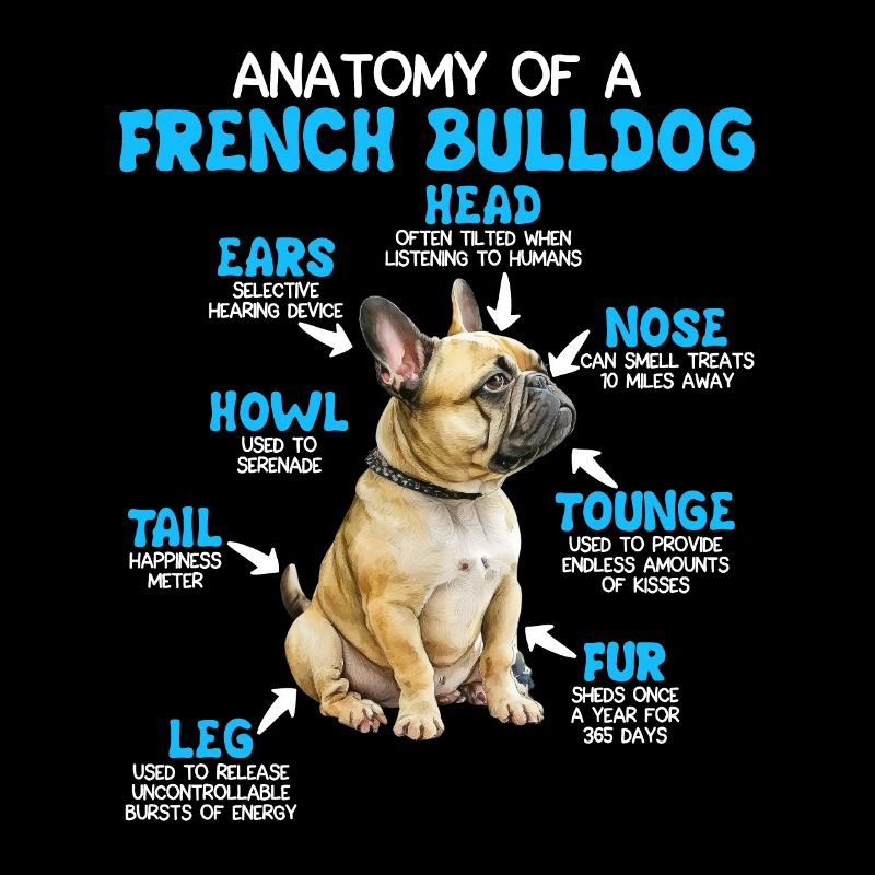 Propriétaire de bouledogue Anatomie d’un bouledogue français