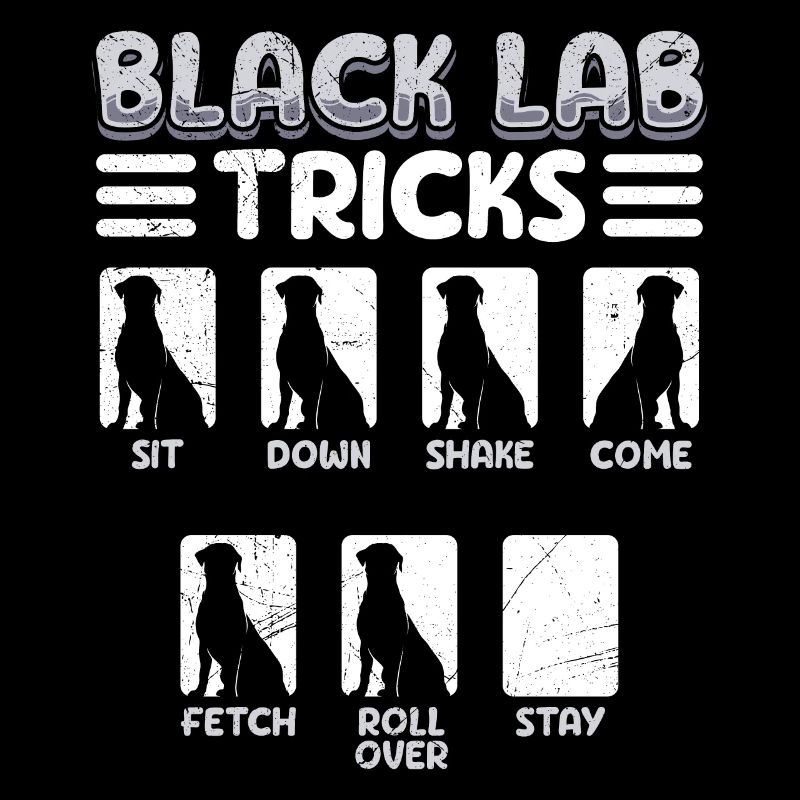 Labrador Drôle BLACK LAB TRICKS Labrador têtu